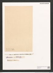 Surirella tenera Greg. (de-Toni-Nr.: Genus 53, Species 2235) Zeichnungen Sammlung Grunow (NHMW-BOT-W0372716)